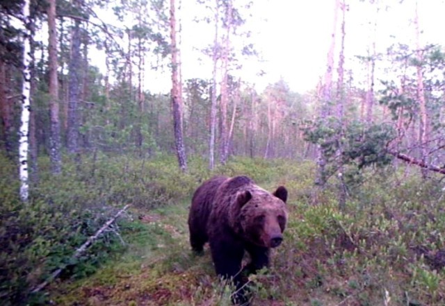 ​В ХМАО перебегавший дорогу медведь попал на видео