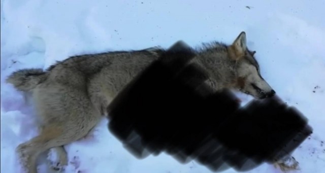 ​В Югорске застрелили напугавшего жителей волка