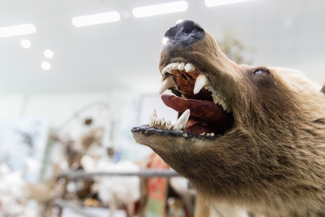 В ХМАО нефтяники и семья медведей напугали друг друга