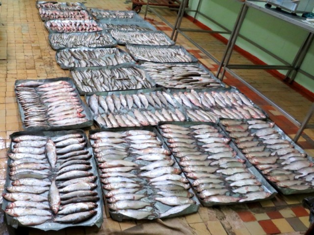​В ХМАО браконьеры выловили рыбу на миллион рублей