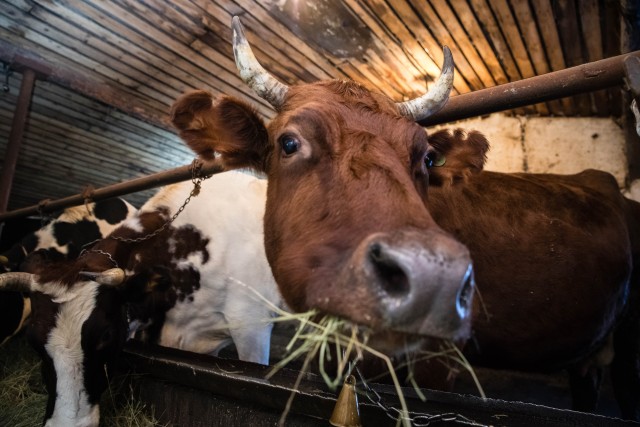 ​Фермеры ХМАО готовятся повысить цены на молоко и мясо