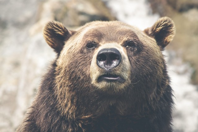 Гулявшего по улицам медведя поймали в Нижневартовске