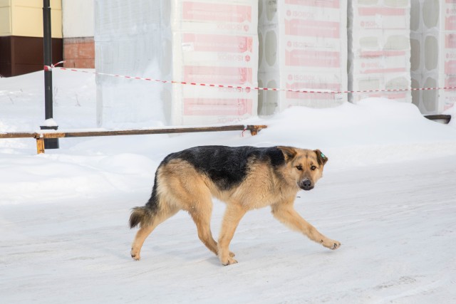 В ХМАО полиция ищет душителя собак. Видео