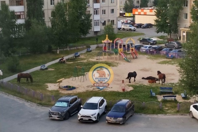 ​В ХМАО табун лошадей оккупировал детскую площадку