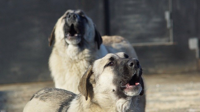 Число агрессивных собак в пункте передержки в Сургутском районе выросло более чем в 2 раза