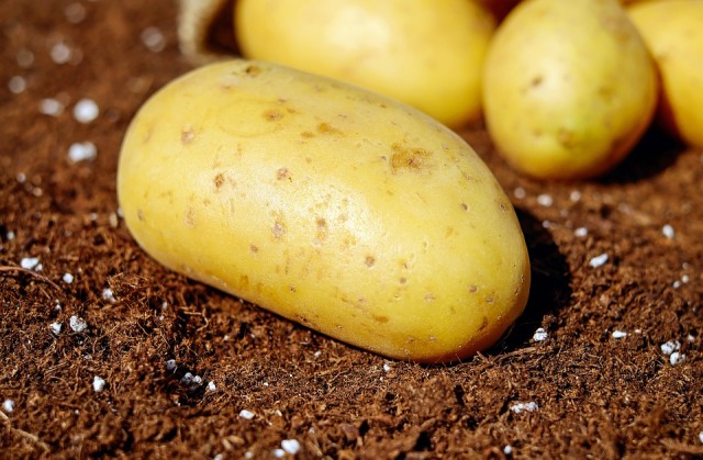 Жителей Астрахани огорошила ёлка из картошки