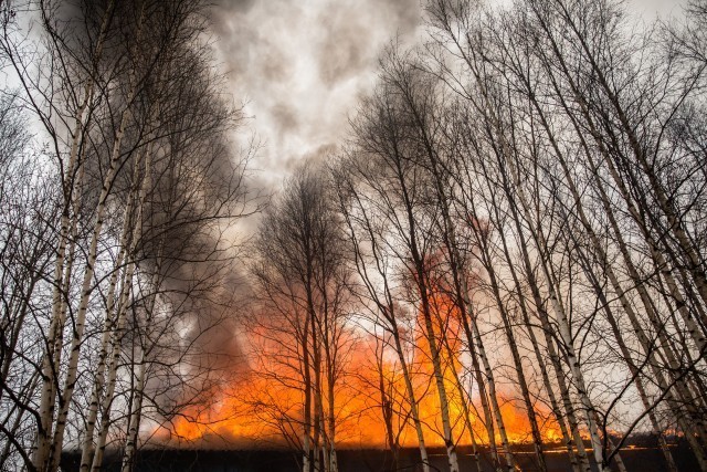 ​В Югре тушат два лесных и два ландшафтных пожара