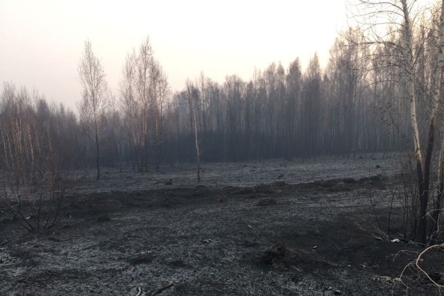 ​Выходцы из ХМАО рассказали, как в Тюменской области справляются с лесными пожарами