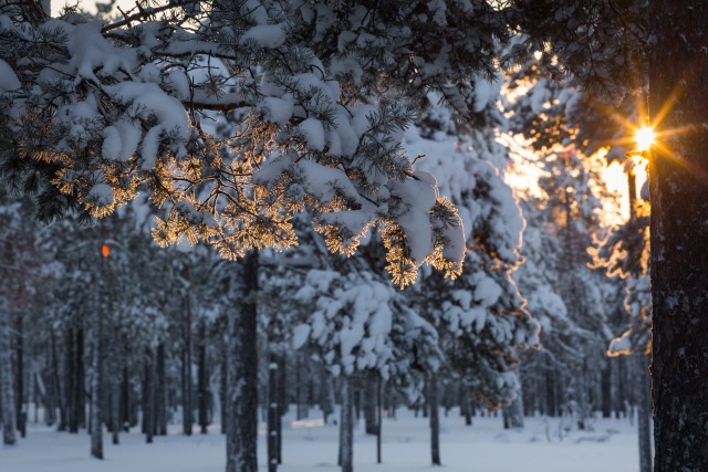 Холодно, но тепло: синоптики пытаются угадать новогоднюю погоду в Сургуте