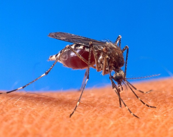 ​В Югру вернулись комары: они могут быть переносчиками опасной болезни