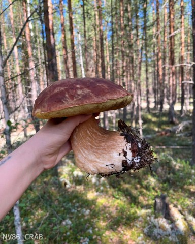​Жители ХМАО делятся в соцсетях фотографиями грибов-гигантов