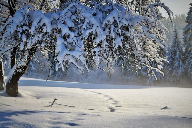 Сильный ветер, снег и метель ожидаются в Югре 17 января