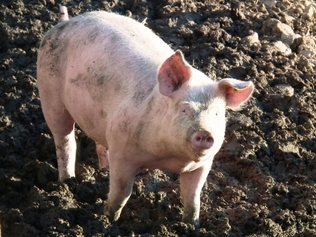 ​В Сургутском районе могут снять режим ЧС, введённый из-за чумы свиней