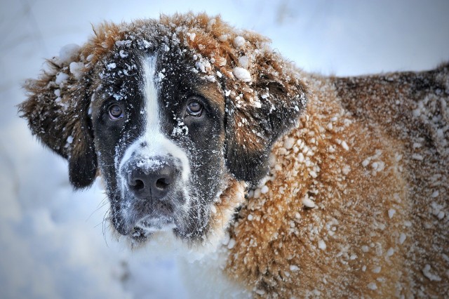 В Нижневартовске ухаживают за бездомными животными в морозы