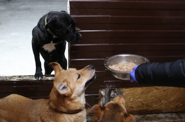 ​В приюте «Дорога домой» в Сургутском районе нашли способ принять больше животных