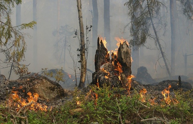 За сутки в Югре потушили пять лесных пожаров