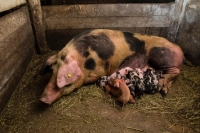 ​В Нягани выявлен очаг африканской чумы свиней
