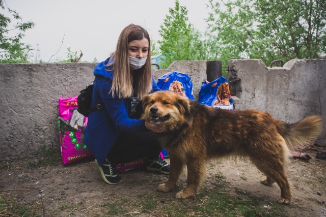 ​Сургутянам предлагают посетить собачьи приюты и найти себе друга