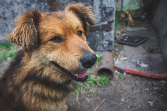 Незаконный приют для собак ликвидировали в Югре