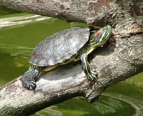 ​В водоеме Сургута поселились черепахи