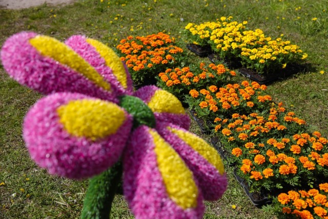 ​Город – сад: в Лянторе высадят 40 тысяч саженцев цветов