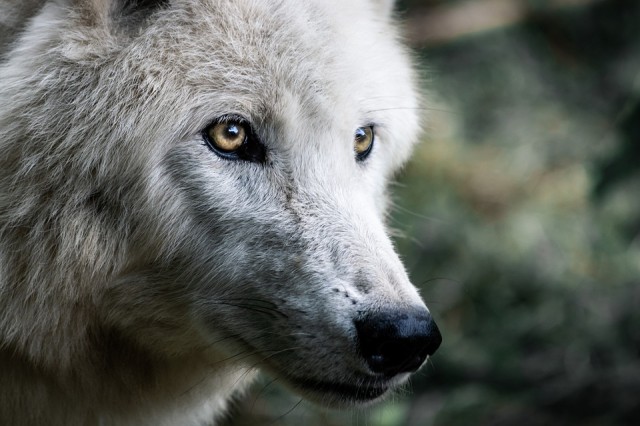 ​В ХМАО-Югре пристрелят волков, вышедших к людям
