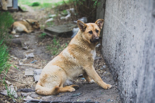 ​В Лянторе отравили стаю бездомных собак