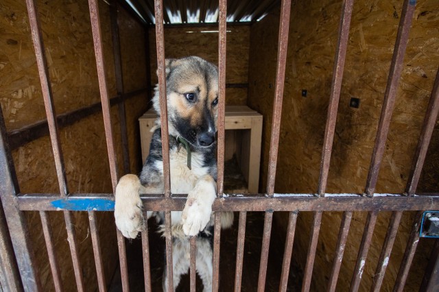 ​Бездомные собаки Сургутского района получили тёплые будки