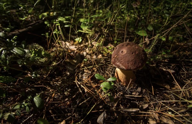 ​В Свердловской области грибники нашли «инопланетные» грибы