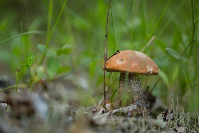 ​В Свердловской области двое детей отравились грибами