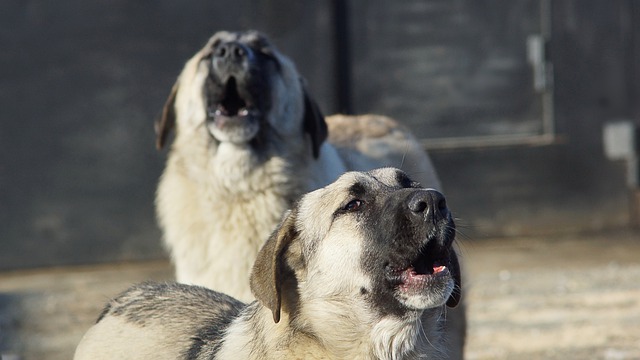 Родители беспокоятся из-за гуляющих бездомных собак в школьном дворе на Сортировке