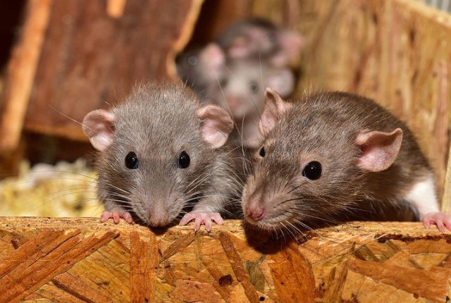 ​Крысы атаковали двор на Серафимы Дерябиной в Екатеринбурге