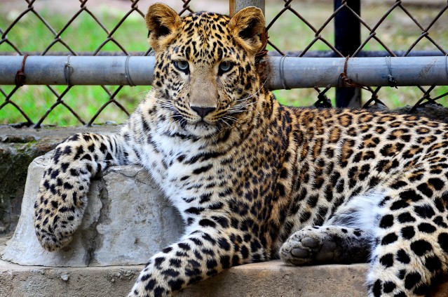 В Перми мэрия выдала новое разрешение на строительство зоопарка