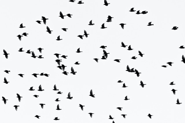 Птицы Екатеринбурга Фото