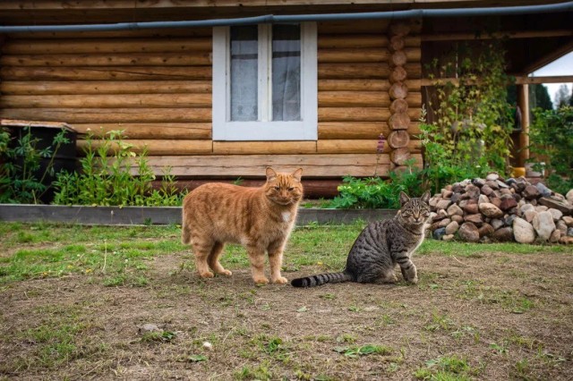 Мэр из ХМАО нашла новый дом для единственного кота в приюте
