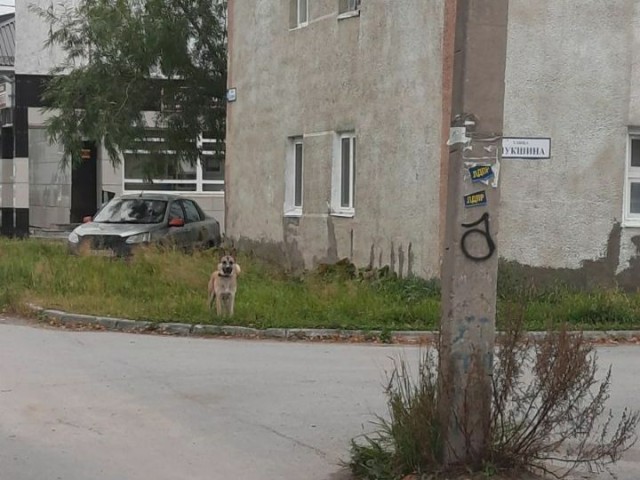​В Белом Яре агрессивная собака с ошейником нападает на жителей