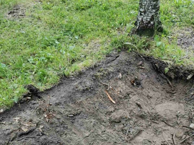 ​В Сургуте коммунальщики вырубают деревья, несмотря на позицию мэрии