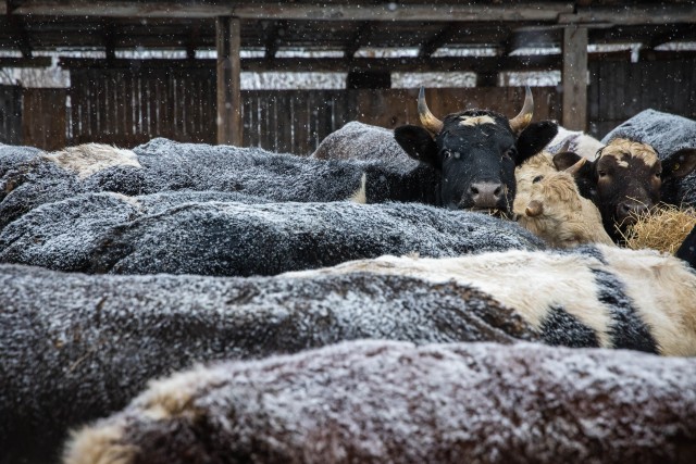 Жителей ХМАО просят пройти опрос о ферме, где массово гибнут коровы