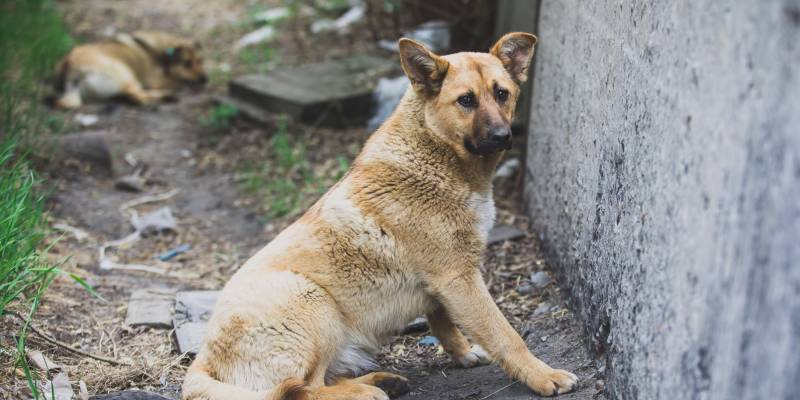 За расстрел собак, дачу взятки полицейским и угрозы соседям будут судить жителя ХМАО
