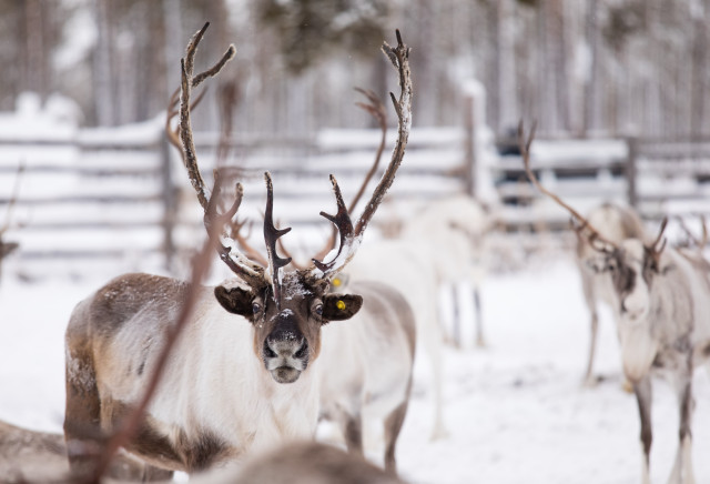 В ХМАО оленей подключат к GPS для контроля популяции В ХМАО оленей подключат к GPS для контроля популяции