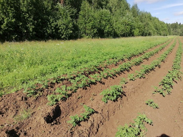 В Сургутском районе соберут первый промышленный урожай картофеля
