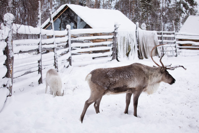 Съемки уникального тревел-шоу о подростках на стойбище начались в Сургутском районе