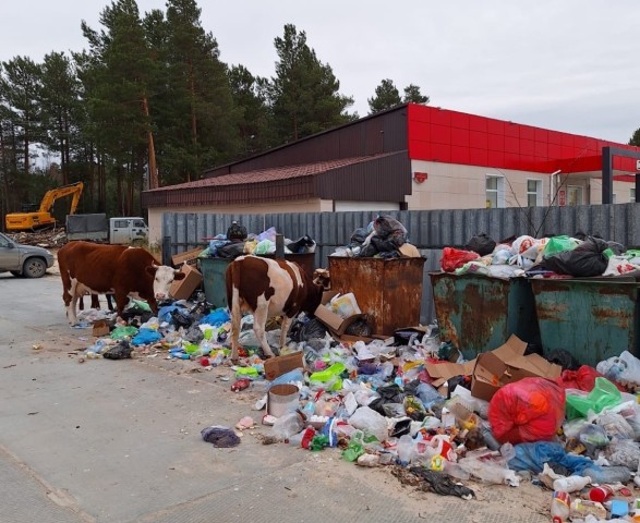 В ХМАО коровы оккупировали баки, пока село тонет в мусорных кучах