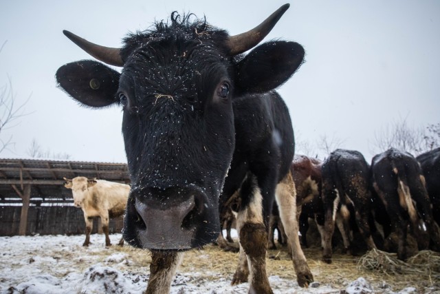 В югорском КФХ, где гибнут коровы, выявили грубые ветеринарные нарушения