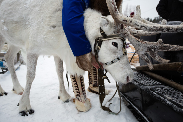 Гонки, борьба и северная кухня: югорчан приглашают на слет оленеводов в Сургутском районе