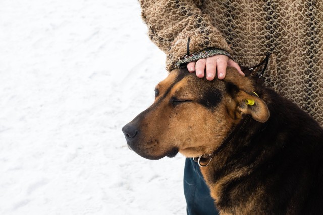 После вмешательства волонтеров в Сургуте запретят выпускать собак в нежилых зонах