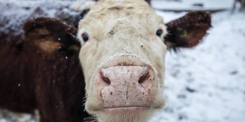 Фермеров из ХМАО предупредили о вспышке опасной болезни у животных