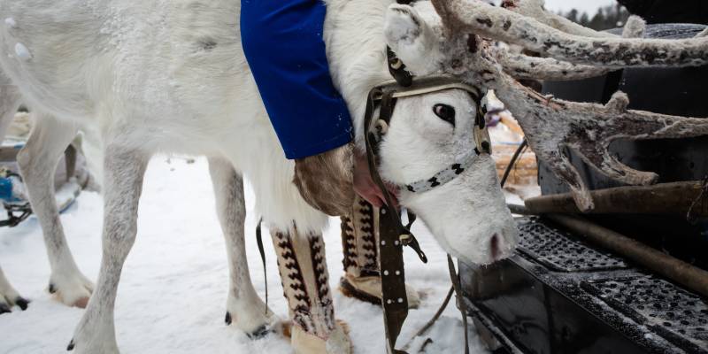 Гонки, борьба и северная кухня: югорчан приглашают на слет оленеводов в Сургутском районе