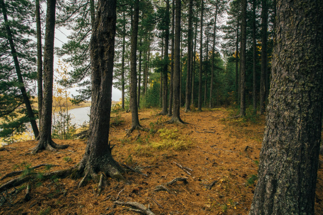 В ХМАО почти неделю ищут бесследно пропавшего в лесу вахтовика из Свердловской области