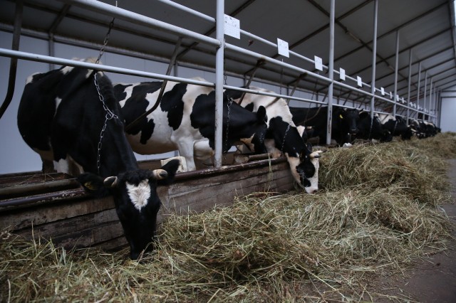 В Сурутском районе выросло производство мяса и молока